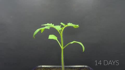 🌱 Growing Tomato Plant from a Tomato Slice - Time Lapse 🍅