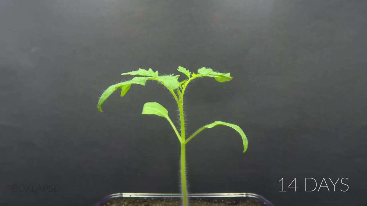 🌱 Growing Tomato Plant from a Tomato Slice - Time Lapse 🍅