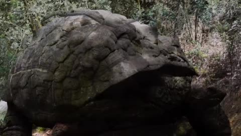 Petrified Giant Turtle Shell