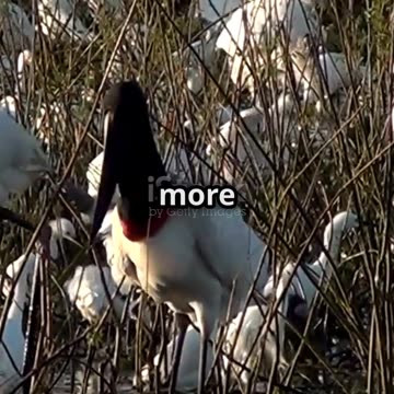 Polo Bear vs Animals Showdown!