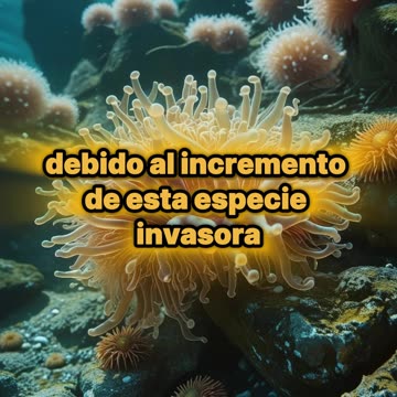 Especie marina que pone en peligro la Patagonia de Chile.