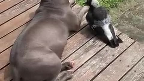 Unlikely Friends Peggy the Dog and Molly the Magpie!