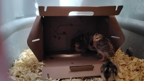 More Baby Chicks