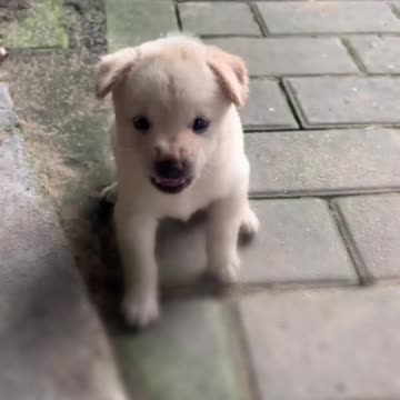 Playful Puppy Antics
