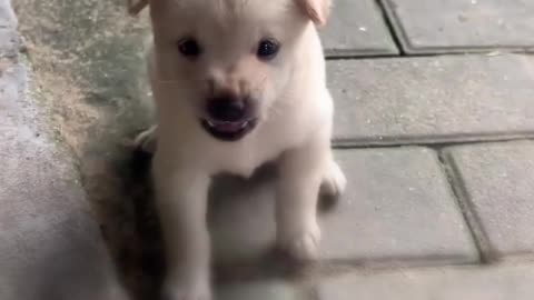 Playful Puppy Antics