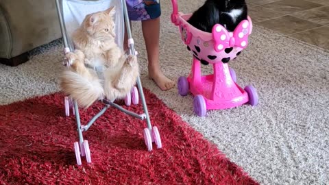 Cat Gets Ride In Doll Stroller