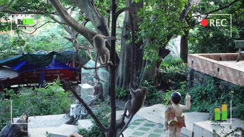 Monkeys living in viba montains