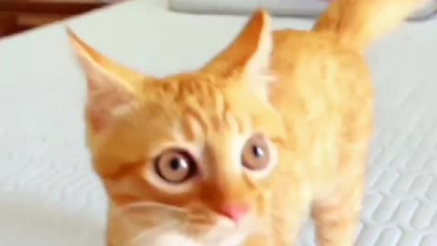 This Cat’s Playful Antics Will Have You Laughing! 🐱🤣