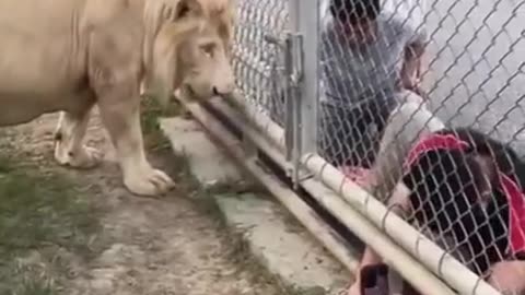 Sir, keep your hands outside of the gate - Lion