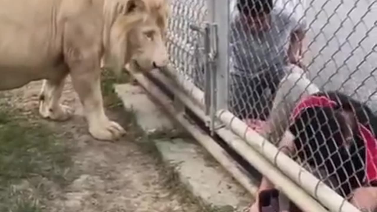 Sir, keep your hands outside of the gate - Lion