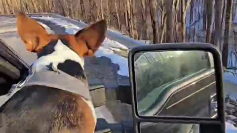Enjoying the ride. #beagletales #beagleslife #outdoors #puppy #shortsvideo