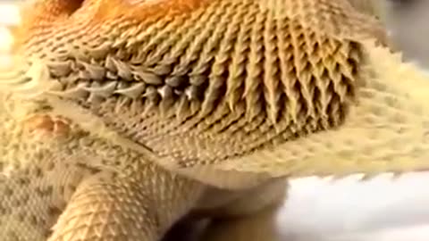 Soothing Shedding: The Unexpected Relaxation of Lizard ASMR 🦎✨