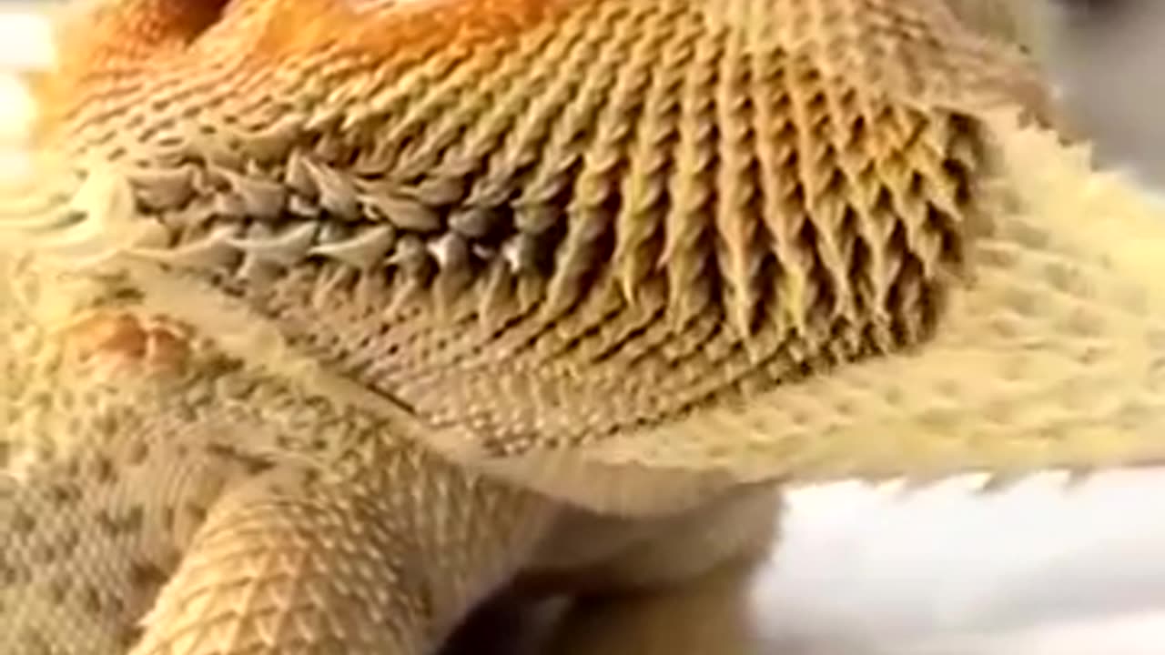 Soothing Shedding: The Unexpected Relaxation of Lizard ASMR 🦎✨