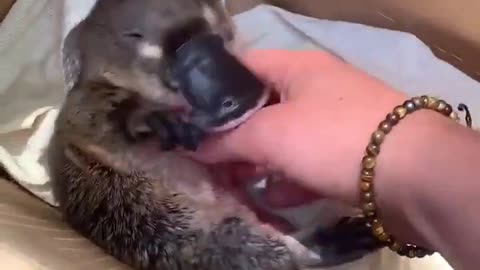 A juvenile platypus getting scratches.. 😊