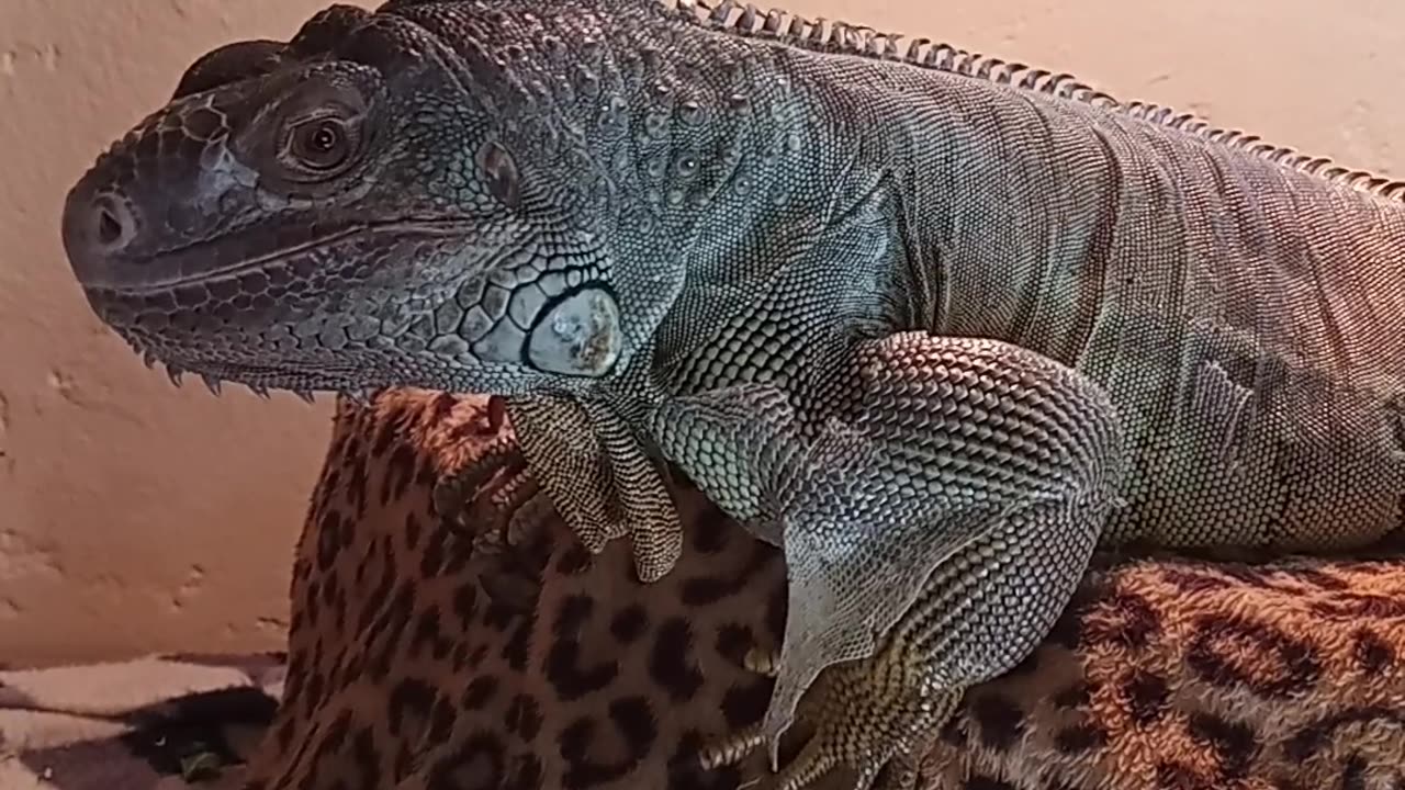 Green Iguana Pip Shedding!