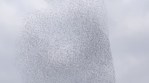 Late Winter Starlings Flock In Murmuration Spectacle