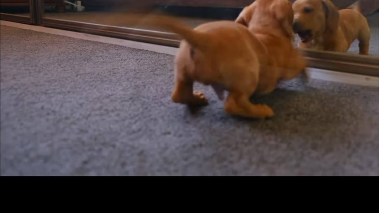 Cute puppy