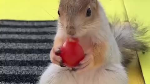 Squirrel enjoying its food