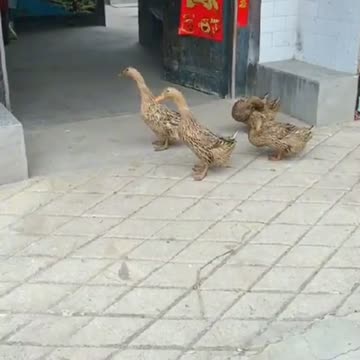 learn team work from these ducks..