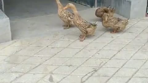 learn team work from these ducks..