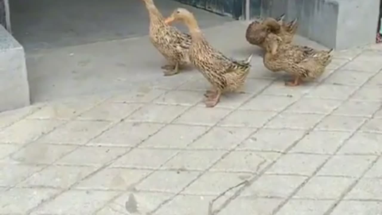 learn team work from these ducks..