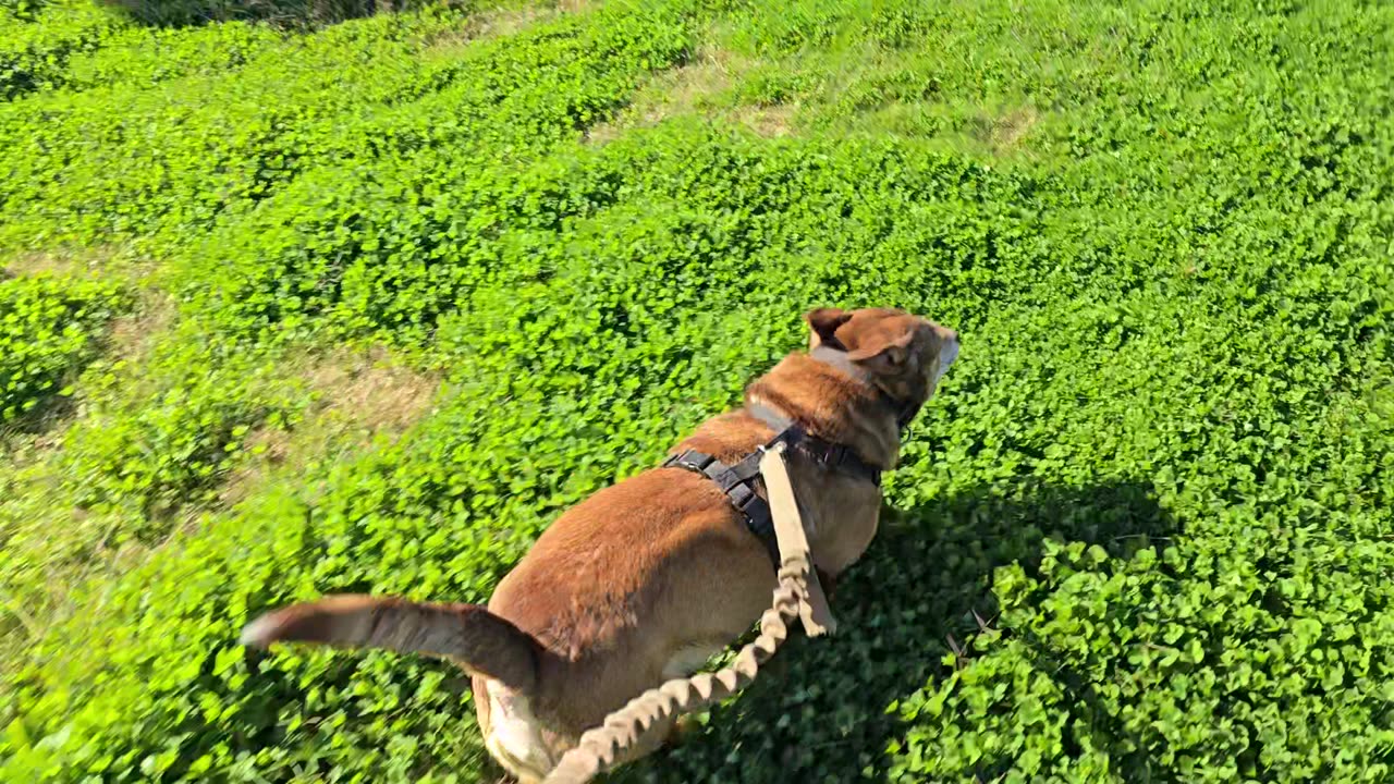 Bran running at the dock