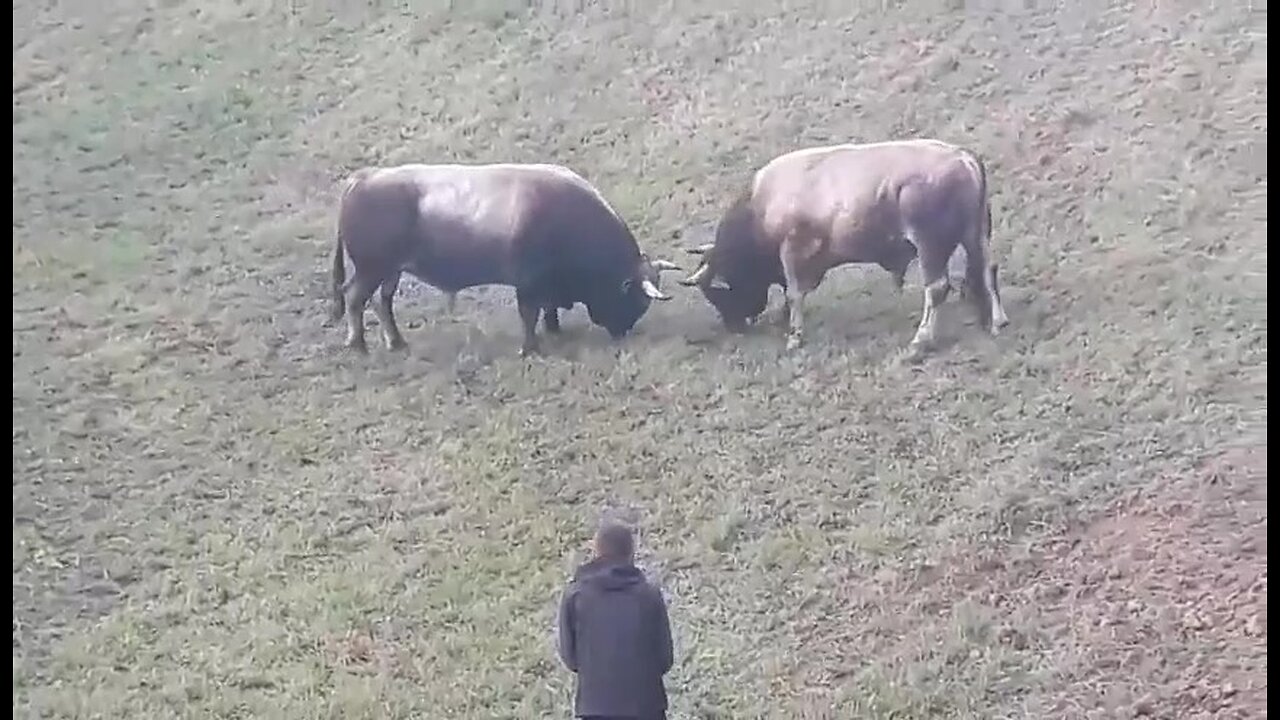 SULTAN VS ZEĆO