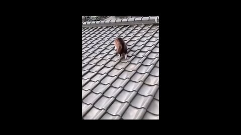 funny cat video