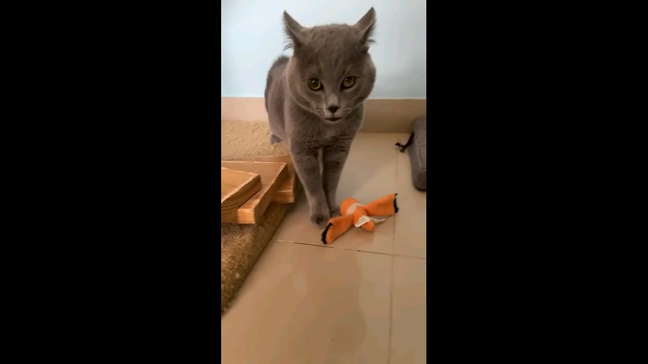 funny cat