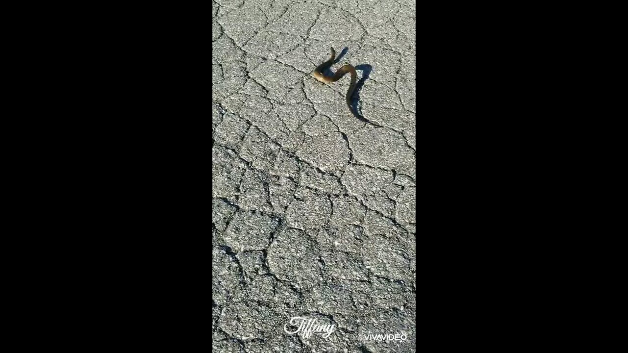 OMG, A Snake on the loose!