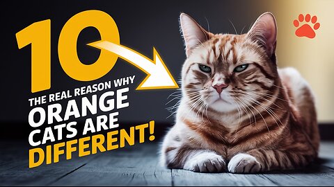 10 The Real Reason Why Orange Cats Are Different | Pets Guidelines