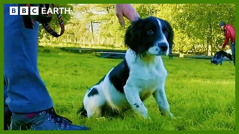 Mountain Search Puppy's First Training Session | Wonderful World of Puppies | BBC Earth