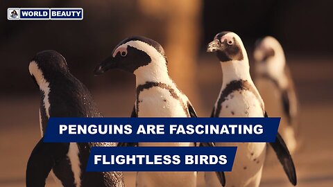 Penguins are fascinating, flightless Birds | World Beauty | Penguins