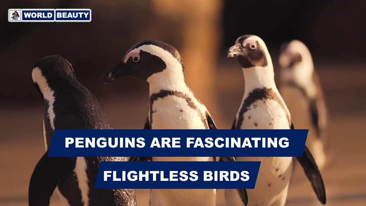 Penguins are fascinating, flightless Birds | World Beauty | Penguins