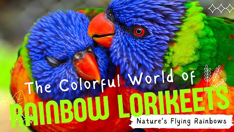 Rainbow Lorikeets The Colorful and Brilliant Comedians of the Bird World