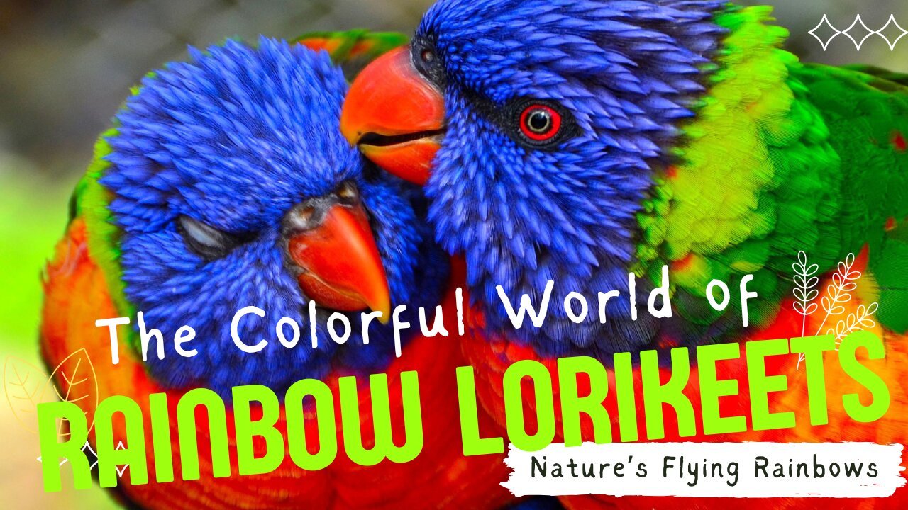 Rainbow Lorikeets The Colorful and Brilliant Comedians of the Bird World