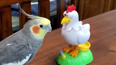 Sunny Talking Cockatiel Extraordinaire Silliness with A Chicken