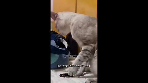 #Amazing cat short video #meow funny video