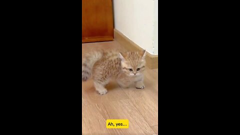 Kitty dance #cat #kitten