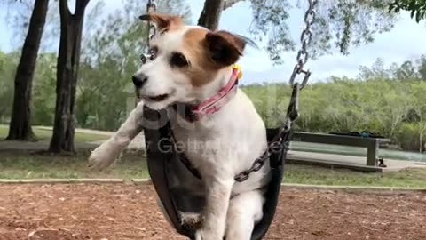 funny videos