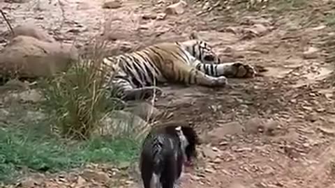 Tiger killed dog at zone 2 Ranthambore National Park,Tiger attack dog #Shorts #bigcat #tiger #yt