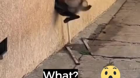 https://youtube.com/shorts/EUIDdwwytfc?si=qNAJ8uWFhnW9RfHY
