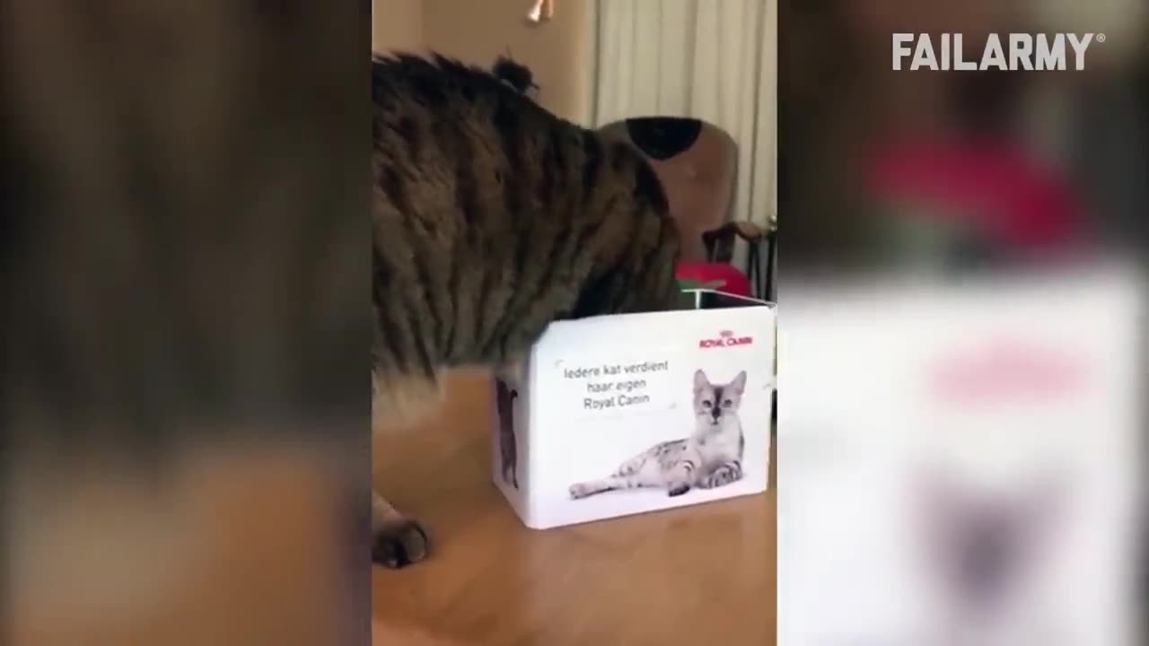 Cat playing