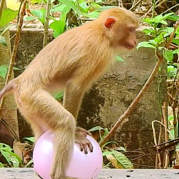 OMG What monkey doing on baby look funny