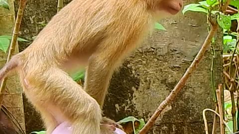 OMG What monkey doing on baby look funny