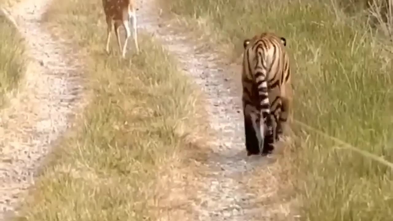 Tiger_Attack_Fawn_Deer_Cubs_._please_subscribe__#cats__#animal_#tiger_#viral_#ranthambor(720p)