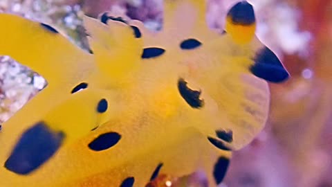 Spotted Yellow Sea Slug Looks Like a Cartoon Character