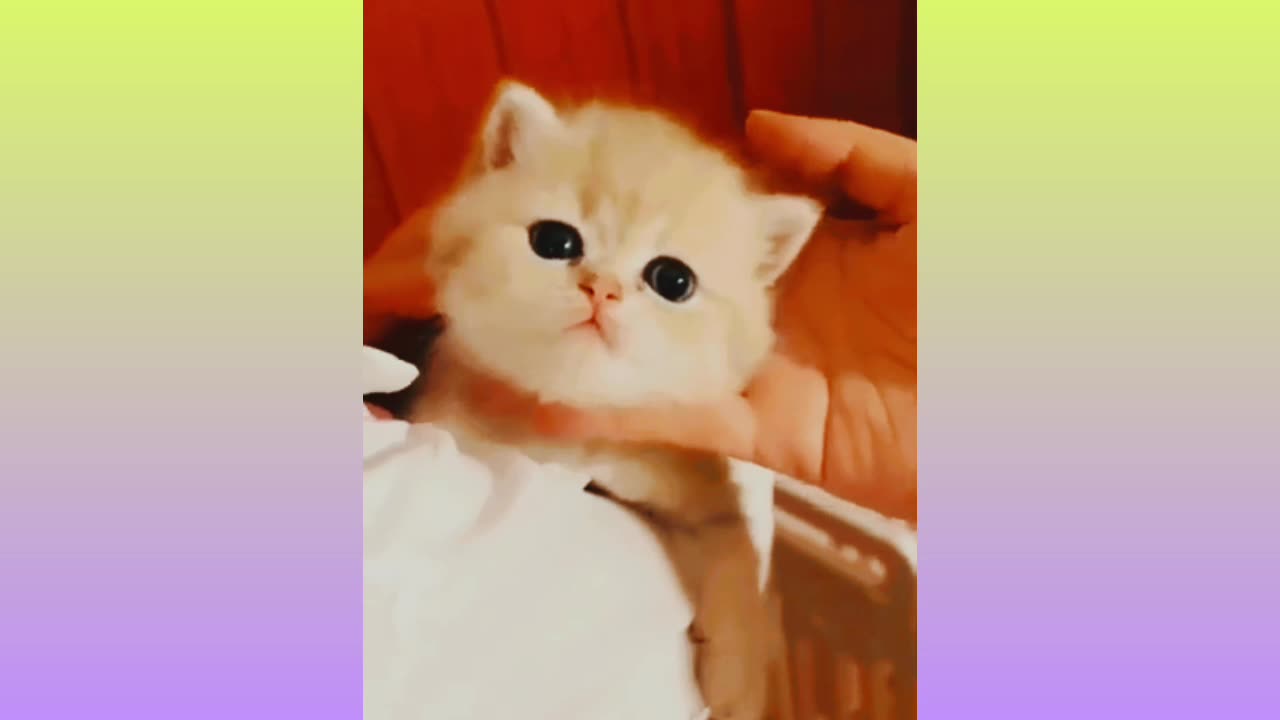 Cute Cat Video