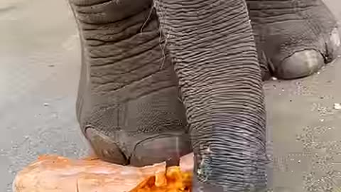 Fantastic Beasts. Elephant Eats Pumpkin