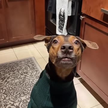 With your dog//😘😘😘😘